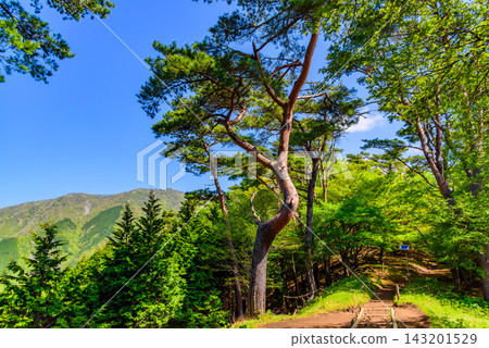 初夏時節，在丹澤山脈的戶野嶽大倉山脊路線上，漫步於陽光斑駁的明亮清新的綠色森林中，景色宜人。 143201529