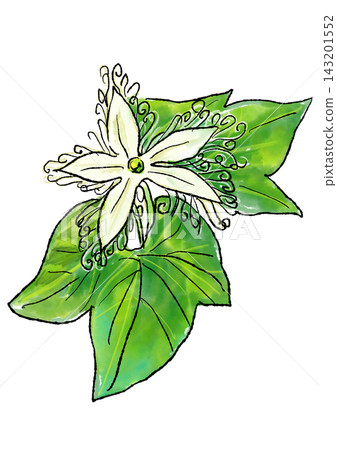 Hand-drawn line art and watercolor illustration of blooming snake gourd flowers 143201552