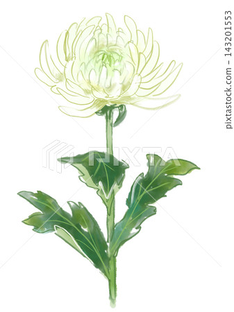A hand-painted watercolor illustration of white chrysanthemums in full bloom. 143201553