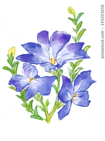 A hand-painted watercolor illustration of blooming Hatsukoisou flowers. A hand-painted watercolor illustration of blooming Hatsukoisou flowers. 143201656