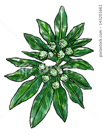Hand-drawn line art and watercolor illustration of blooming Fatsia japonica flowers Hand-drawn line art and watercolor illustration of blooming Fatsia japonica flowers 143201661