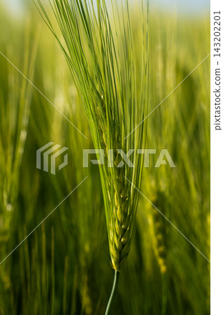 Green barley ear growing in agricultural field, capturing early stage grain development for organic farming and sustainable food production Green barley ear growing in agricultural field, capturing early stage grain development for organic farming and sustainable food production 143202201