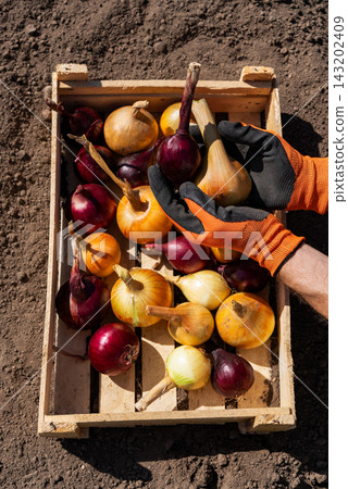 Farmer Holding Fresh Organic Onions Of Different Varieties Above Harvest Crate On Soil. Agricultural Harvest, Farm Produce And Farm To Table Concept. Farmer Holding Fresh Organic Onions Of Different Varieties Above Harvest Crate On Soil. Agricultural Harvest, Farm Produce And Farm To Table Concept. 143202409