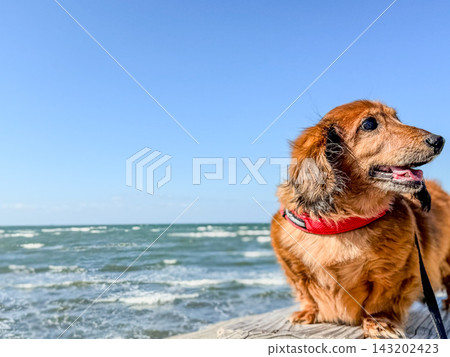 一隻迷你臘腸犬凝視著遠方，背景是藍天和大海。 143202423