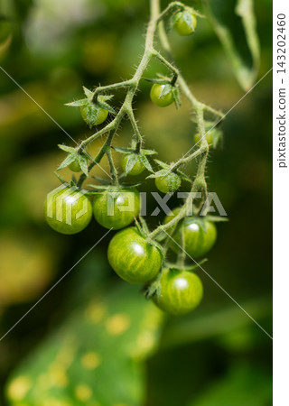 Closeup Of Unripe Green Tomato Cluster Growing On Plant In Greenhouse. Crop Development, Greenhouse Farming And Commercial Horticulture Concept. Closeup Of Unripe Green Tomato Cluster Growing On Plant In Greenhouse. Crop Development, Greenhouse Farming And Commercial Horticulture Concept. 143202460