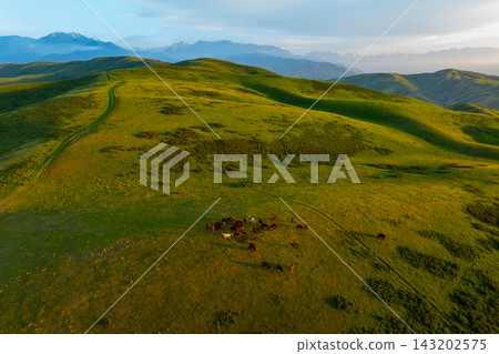 Aerial View of Herd of Horses Grazing on Rolling Green Hills Aerial View of Herd of Horses Grazing on Rolling Green Hills 143202575