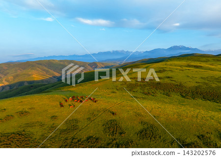 Aerial view of horses grazing on rolling hills at sunset Aerial view of horses grazing on rolling hills at sunset 143202576