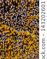 Close-up of Steel Rebar Rods with Rust Coating 143202601