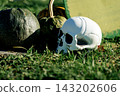 White skull decoration rests beside pumpkins on grass. Concept of Halloween, mortality, folklore, autumn, decoration, celebration, fantasy and themes. 143202606