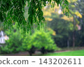 Rain falls over green branches with droplets in a garden. Concept of rain, nature, moisture, weather, freshness, season, atmosphere, renewal and calm 143202611
