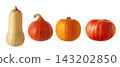 Collection of pumpkins for design isolated on white background. Butternut, red kuri and orange squash for autumn harvest, Halloween and Thanksgiving designs. 143202850