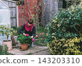 Woman pruning potted pink hydrangea flowers in autumn time in garden, gardener prepares flowers for winter time in autumn, gardeners works in autumn time in garden. Seasonal plant care. 143203310