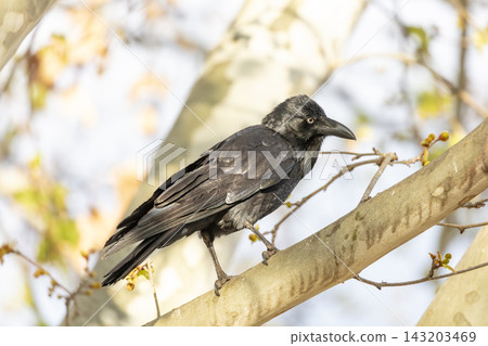 An Australian Raven bird standing on a branch in a tree on a sunny day 143203469