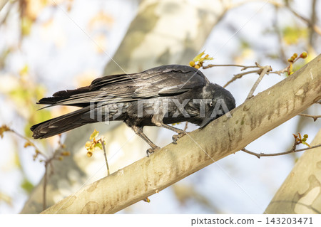 An Australian Raven bird standing on a branch in a tree on a sunny day An Australian Raven bird standing on a branch in a tree on a sunny day 143203471
