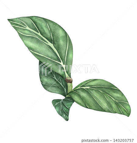 Watercolor illustration of a green leafy branch. Hand painted foliage in botanical style, isolated on a white background. Natural foliage element for design and decoration Watercolor illustration of a green leafy branch. Hand painted foliage in botanical style, isolated on a white background. Natural foliage element for design and decoration 143203757