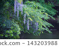 Wisteria blossoms blooming by the pond (on the embankment of Myōsei-ji Temple) 143203988
