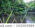 Wisteria blossoms blooming by the edge of a pond where carp swim (Myoshoji Temple embankment) 143203989