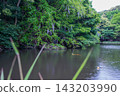 Wisteria blossoms blooming by the edge of a pond where carp swim (Myoshoji Temple embankment) 143203990