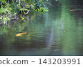 Carp swimming in the water reflecting wisteria blossoms (at the embankment of Myōsei-ji Temple) 143203991
