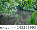 Wisteria blossoms reflected on the water's surface, with carp swimming (at the embankment of Myōsei-ji Temple) 143203993
