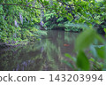 Wisteria blossoms reflected on the water's surface, with carp swimming (at the embankment of Myōsei-ji Temple) 143203994