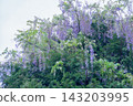 Wisteria reaching towards the sky (Great wisteria at Hachigashiri Reservoir) 143203995