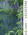 The wisteria blossoms, reflected on the surface of the pond, are twice as beautiful (the large wisteria at Hachigashiri Reservoir). 143203996