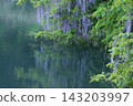 Wisteria blossoms by a quiet pond (Great wisteria at Hachigashiri Reservoir) 143203997