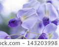A close-up view of wisteria blossoms from below. 143203998