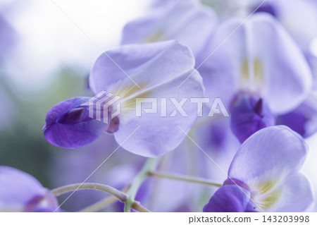從下方拍攝的紫藤花特寫。 從下方拍攝的紫藤花特寫。 143203998