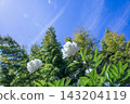 Clouds drifting in the early summer breeze, a bamboo grove, and white peony blossoms swaying in the breeze (Shiranoe Botanical Garden) 143204119
