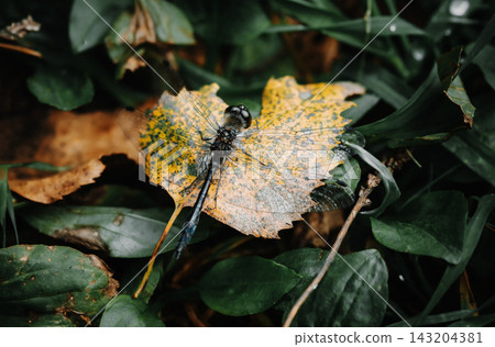 Close-up of a dragonfly on a yellow leaf in a natural setting 143204381