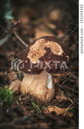 Close-up of a porcini mushroom in the forest Close-up of a porcini mushroom in the forest 143204382