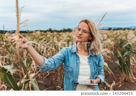 Agronomist using tablet and inspecting corn crop in field Agronomist using tablet and inspecting corn crop in field 143204453