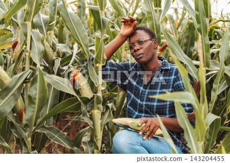 African american female farmer inspecting corn crop in field African american female farmer inspecting corn crop in field 143204455