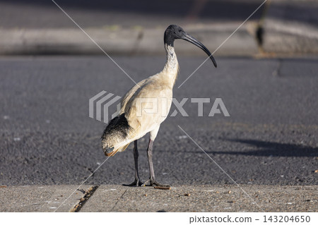 An Australian White Ibis bird standing on a concrete footpath in Penrith An Australian White Ibis bird standing on a concrete footpath in Penrith 143204650