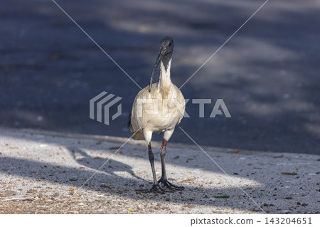An Australian White Ibis bird standing on a concrete footpath in Penrith An Australian White Ibis bird standing on a concrete footpath in Penrith 143204651