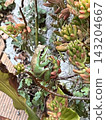 一種能透過與植物融為一體來隱藏自己的青蛙 143204667