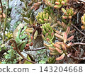 一種能透過與植物融為一體來隱藏自己的青蛙 143204668