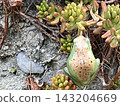 一種能透過與植物融為一體來隱藏自己的青蛙 143204669