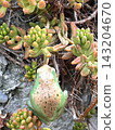 一種能透過與植物融為一體來隱藏自己的青蛙 143204670