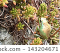 一種能透過與植物融為一體來隱藏自己的青蛙 143204671
