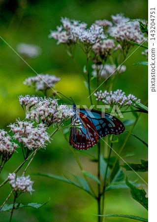 A Monarch butterfly resting on a white flower A Monarch butterfly resting on a white flower 143204751