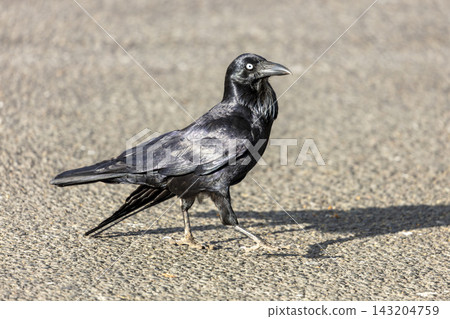 An Australian Raven walking on a concrete footpath in a carpark An Australian Raven walking on a concrete footpath in a carpark 143204759
