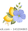 Lemons with flax flowers, citrus blossoms and green foliage. Botanical vector composition. 143204865