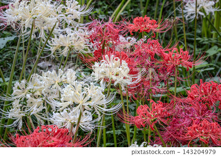 白色和紅色的簇狀孤挺花 白色和紅色的簇狀孤挺花 143204979