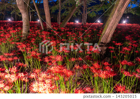 金查庫達萬壽菊公園的燈光照耀下的彼岸花營造出夢幻般的氛圍。 143205015