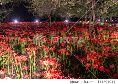金查庫達萬壽菊公園的燈光照耀下的彼岸花營造出夢幻般的氛圍。 金查庫達萬壽菊公園的燈光照耀下的彼岸花營造出夢幻般的氛圍。 143205044