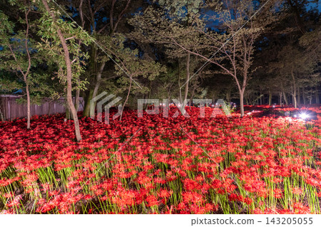 金查庫達萬壽菊公園的燈光照耀下的彼岸花營造出夢幻般的氛圍。 金查庫達萬壽菊公園的燈光照耀下的彼岸花營造出夢幻般的氛圍。 143205055