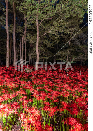 金查庫達萬壽菊公園的燈光照耀下的彼岸花營造出夢幻般的氛圍。 金查庫達萬壽菊公園的燈光照耀下的彼岸花營造出夢幻般的氛圍。 143205065